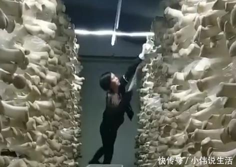 女子应聘工作“采蘑菇”，当她第一天到上班地点后，顿时不淡定了