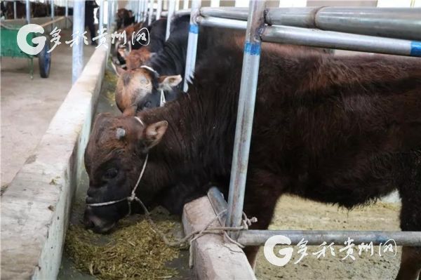 玉屏枹木垅村:发展肉牛养殖 拓宽群众增收渠道