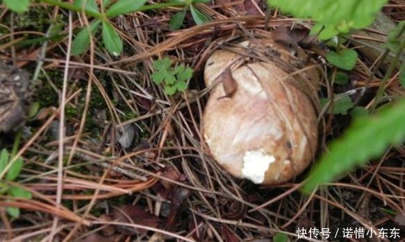 在南方农村生长着一种野蘑菇，极其稀少罕见，一斤可卖上千元！