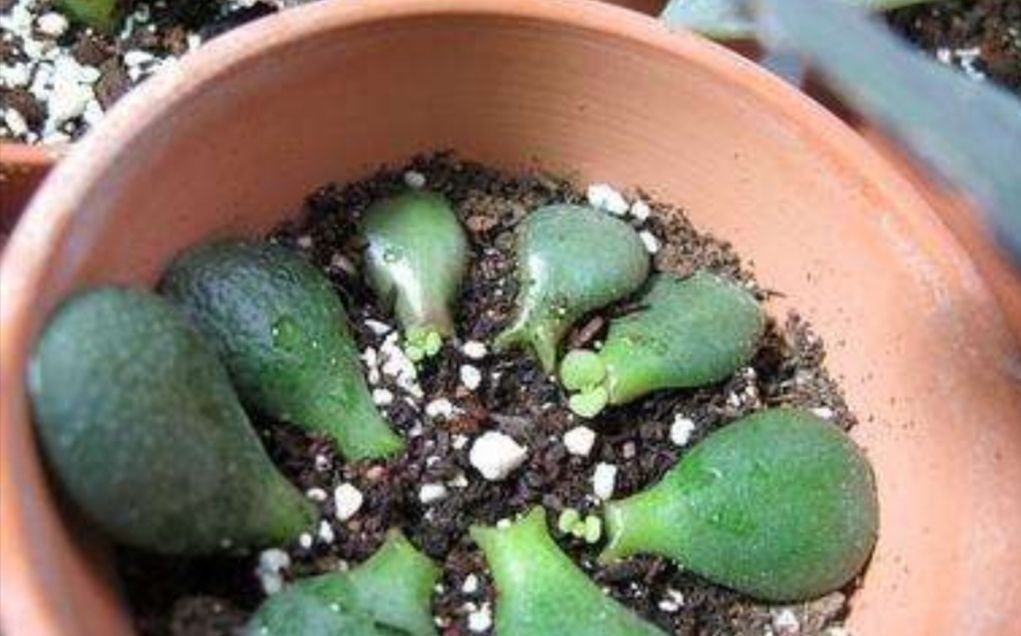 适合:这5种花草,适合在春天扦插,掐个枝条插土里,大白根呼呼地冒!
