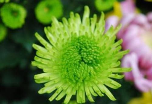  #值得#一树多色花，全年开不停，漂亮又好养，这款盆栽绿植，很值得拥有