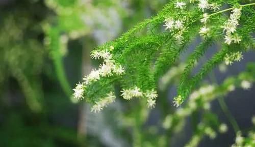 不好■文竹开花是大凶？完全是“扯蛋”，满足3个小要求，白花开满盆