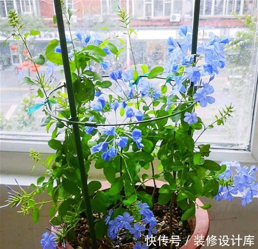『蓝色』6种蓝色系的花,最适合夏天养,清凉又舒爽!