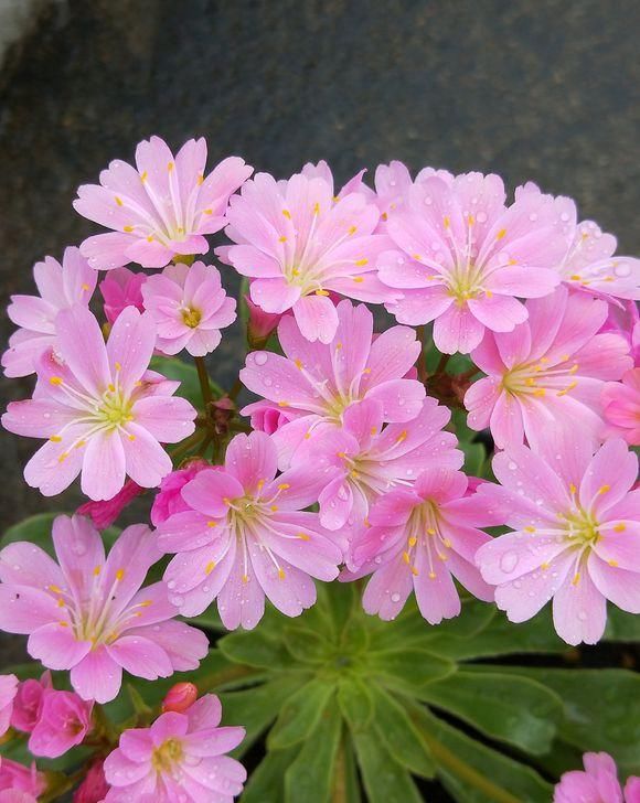  长寿花：室内养护这5种绿植，能开花净化空气，花期长，养花必备之选
