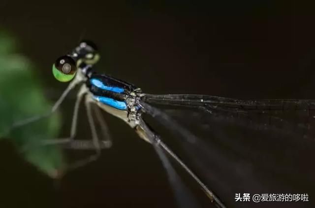 名副其实超值海岛！20元吃大虾，人均200住酒店，顺便考下潜水证