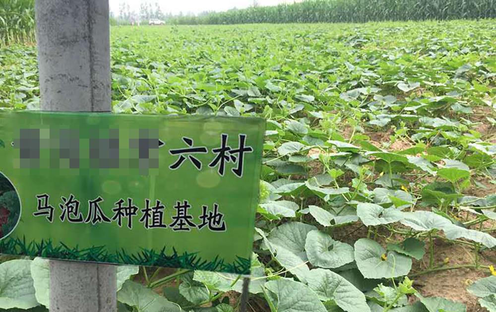  野果|儿时常吃的野果，又酸又苦，如今市场价40元一斤，却少有农