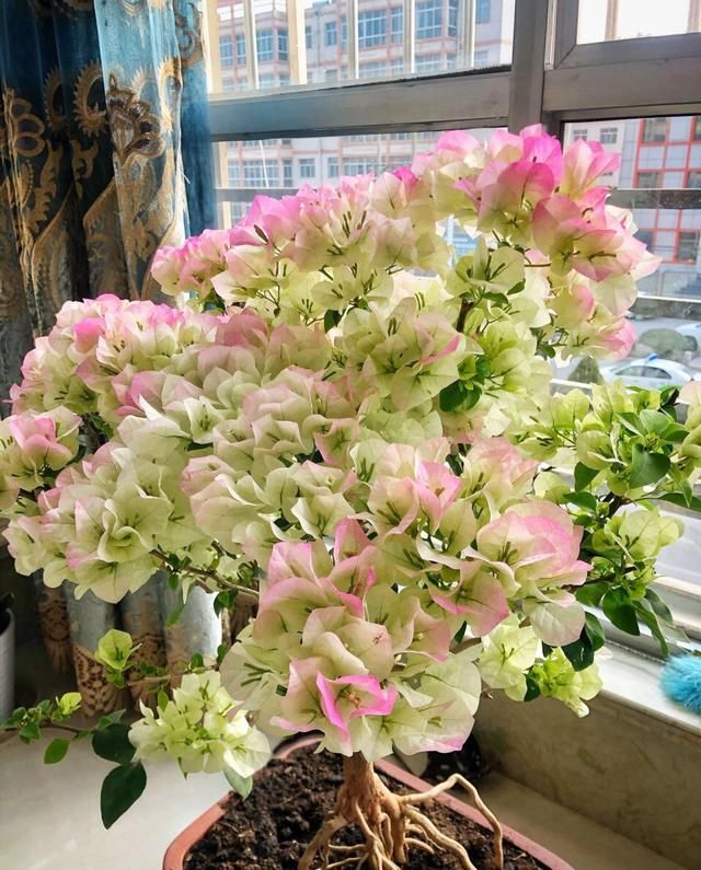  「三角梅是一」把三角梅养成“盆景”老桩，1盆500元，开花“颜值”更高