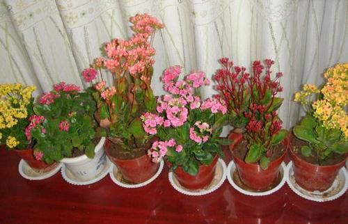  【长寿花】春天里，“3种花”抓紧去修剪，侧枝长得更旺，花期一到开不停！