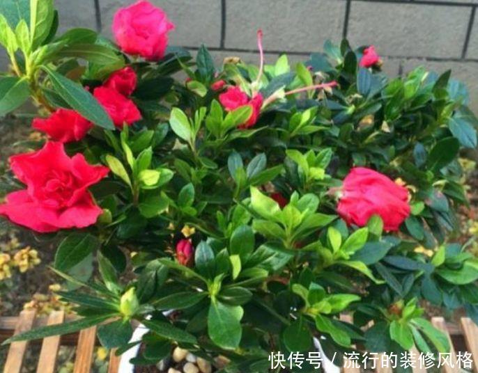  「植物」夏天就养4种植物，随便养一种，赏花赏一年，你养了吗？