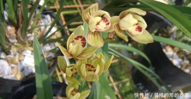 花型|建兰金荷,花型独特有“奇香”,价格很宜,适合新手养的兰花