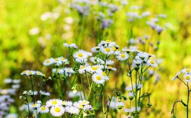  「春天」野菊花也有春天，一年蓬，可能是这个季节里最为常见最蓬勃的野花