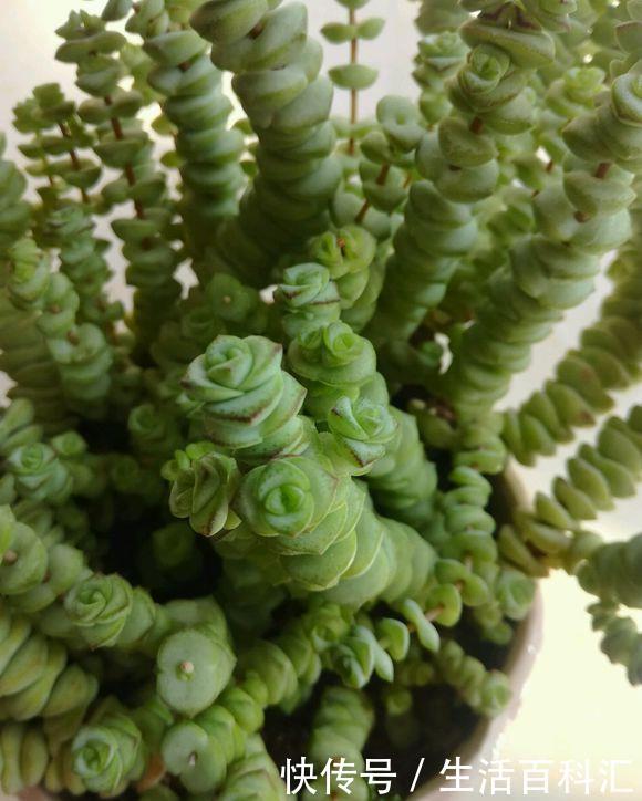 砍头:钱串快速爆盆法,经常“砍头”,节点“一生二”,60天迅速爆盆