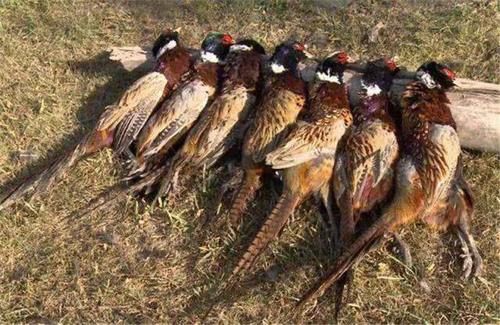  野鸡|英国公路成“野鸡坟墓”，泛滥后被人“通缉”，网友：敢不