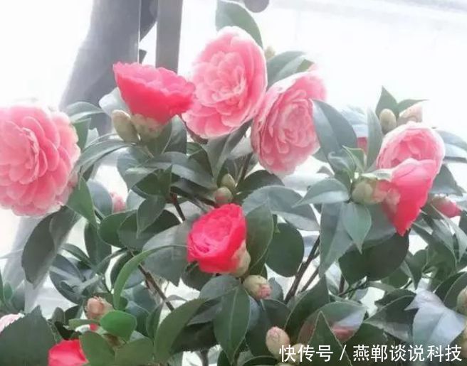 [养花]“4种花”是养花首选，?漂亮又好养，花朵硕大，花期长！