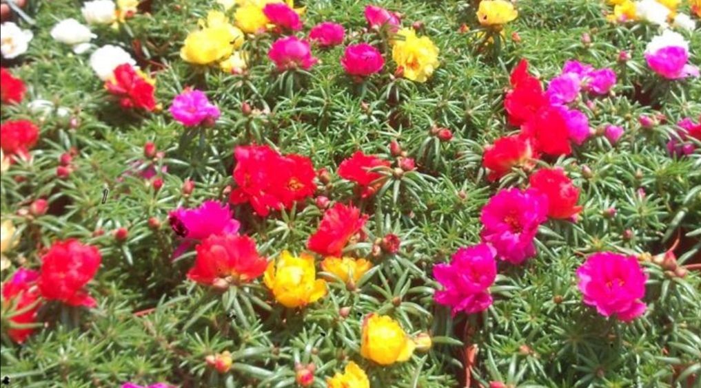  小花@4种开花爆盆的小花,花量惊人花期又长,一开就是半年时间