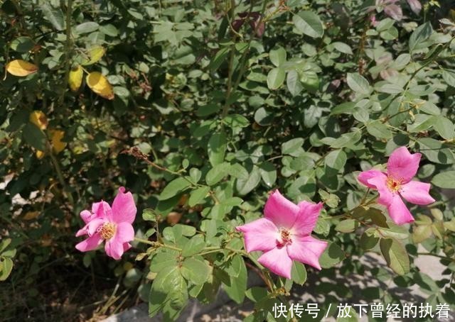 下午到夜里河南九地有雨 南部高温至少要到下周二