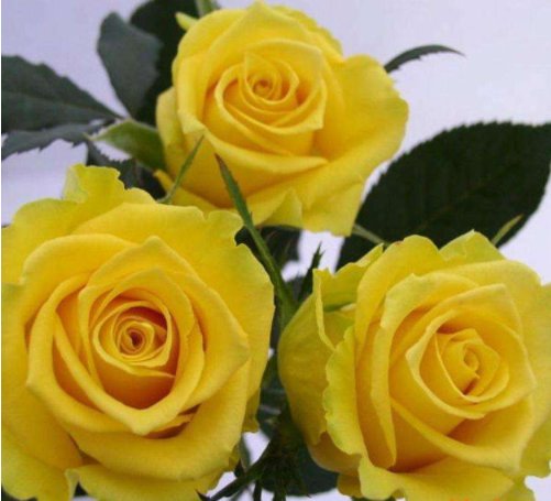 【金香玉】喜欢菊花,不如养盆“玫瑰极品”金香玉,花色金光闪闪,花香醇厚