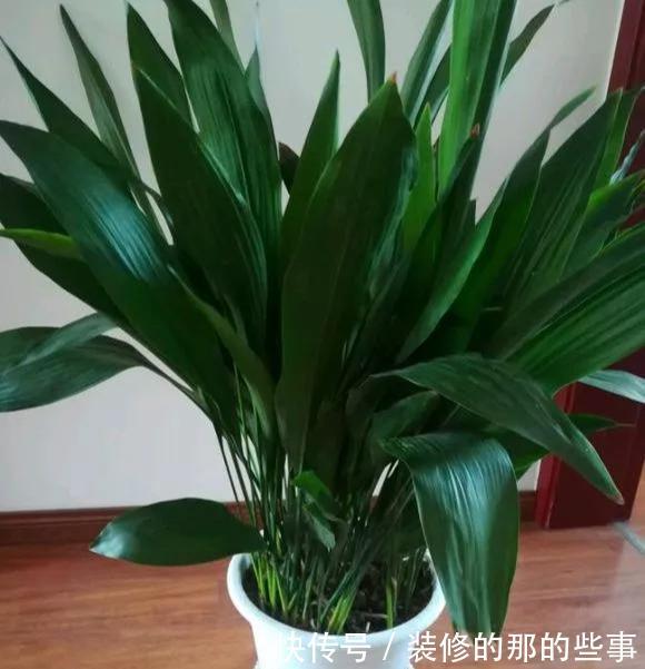  「阳光」这5种叶子花，命贱好养，没阳光也能长好！叶子比花好看