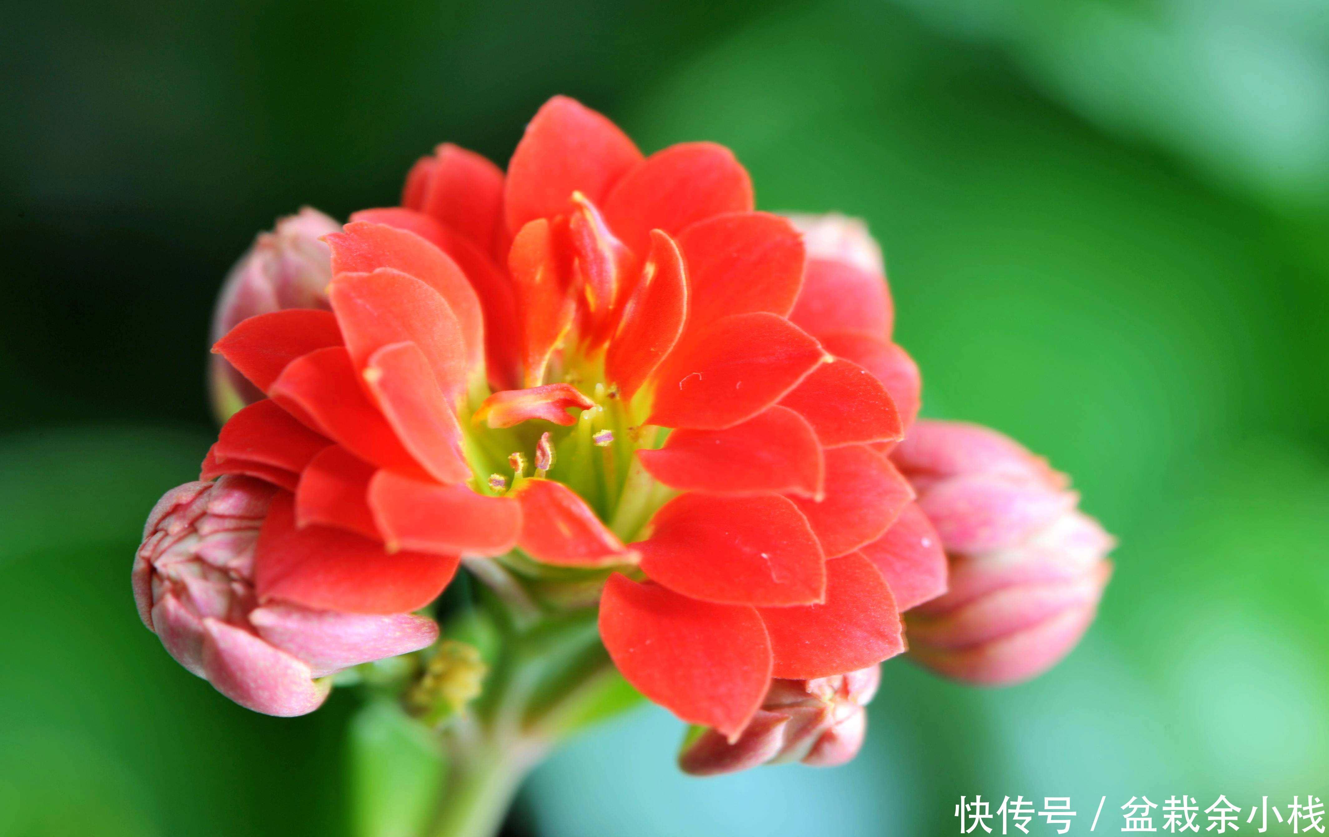 『开爆』3种花种在阳台美爆了,一开就是快一年,新手也能花开爆盆!