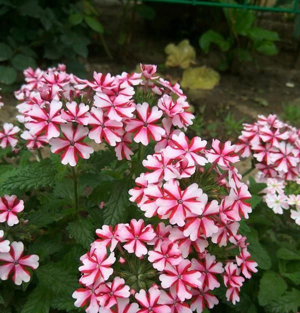  花色艳丽@此植物有“开花机器”之称，全年有花开，养花很容易，室内也能养
