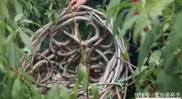  「椅子」大爷花10年“种椅子”，一把卖80000！这些文玩在家也能