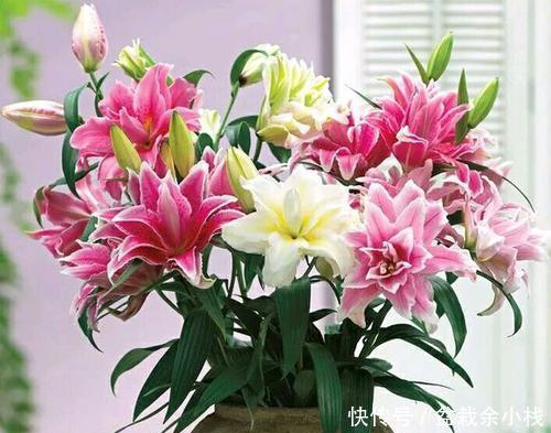  『漂亮』她养了1种花，开花漂亮，香味浓郁，老远就能闻到香！