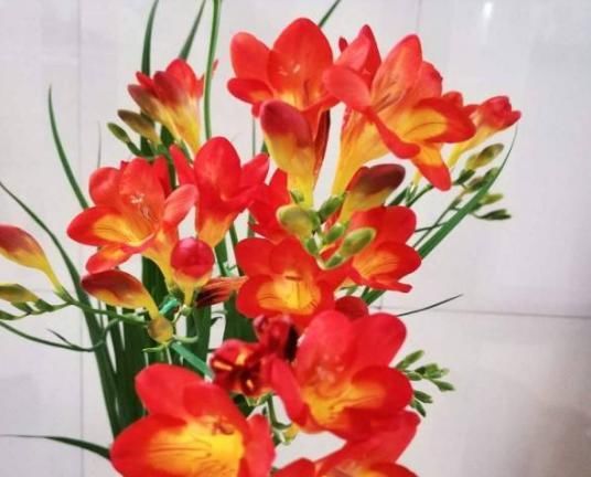  『养花』生活不如意的时候，就养一盆花草吧