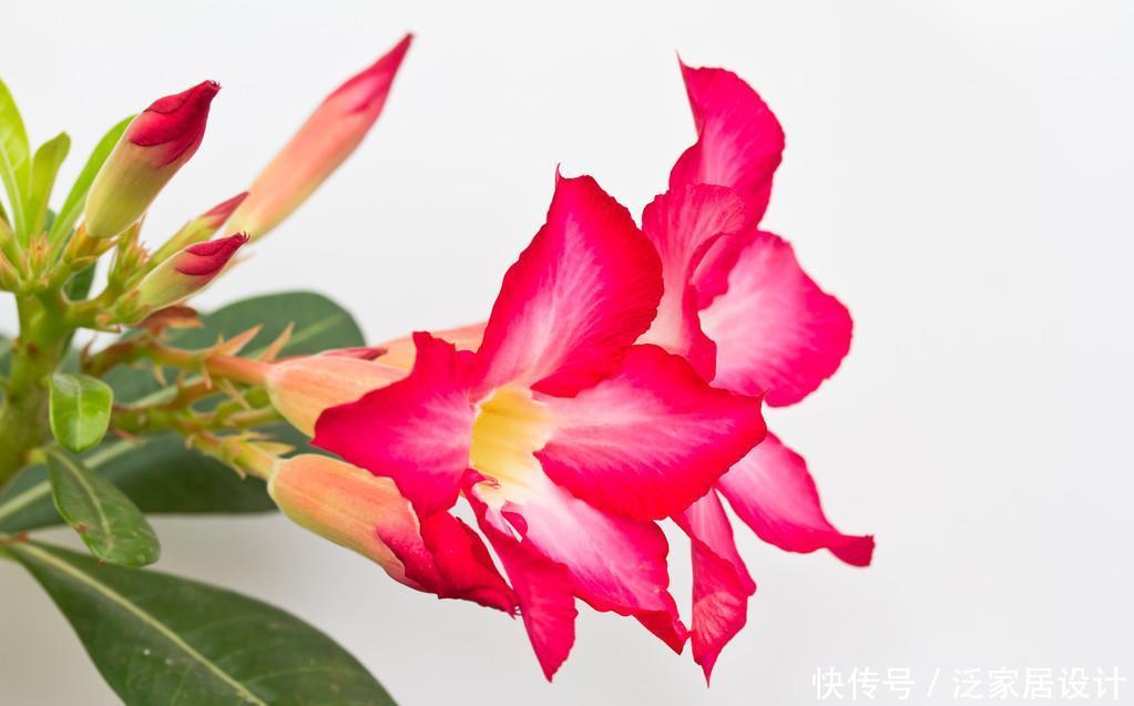  #牡丹#名字有玫瑰却不是玫瑰，比吊兰更好养，比牡丹更好看，漂亮极了