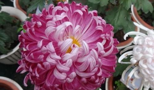 『争艳』百菊争艳,就养菊中珍品繁花似锦,花色娇艳,花姿俊俏,花开爆盆