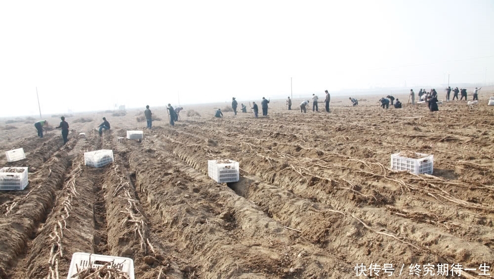  「铁棍山药」人称“神仙之食”，农民大量种植，如今北方卖不掉