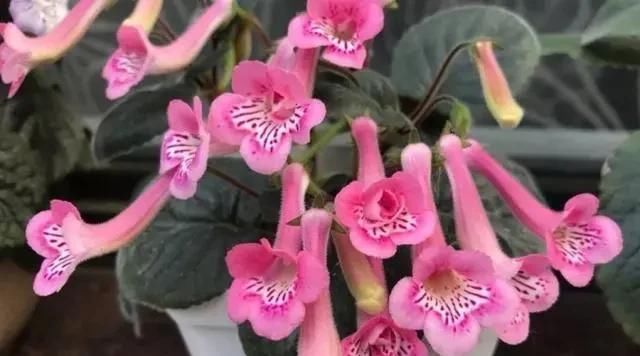  「种喜」3种喜阴花，放在北阳台，少晒太阳，少管它，清清爽爽开满花