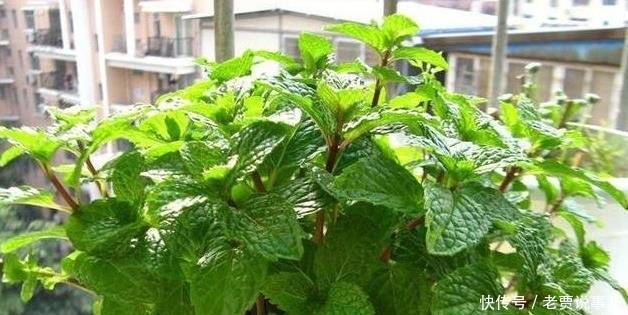 #开爆#这些花,命太大,成桶成桶喝水,烈日下开花,开爆整个夏天