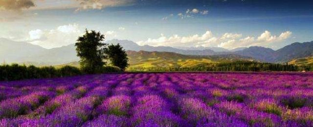 新疆伊犁，西北部的伊甸园，中国的普罗旺斯