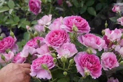  「吉利」有4种花不适合在家中栽种，是不吉利的象征，看看你家中有吗？