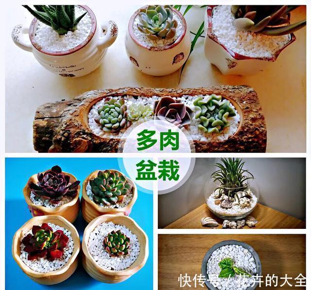  【多肉的时】多肉“铺面”的那些事儿