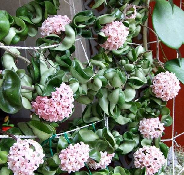  #观赏价值#室内养花选它，丢盆里就能活，花叶俱美，清香四溢，值得拥有！