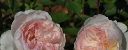  「迷人」喜欢菊花，不如养盆“玫瑰精品”爱心，非常迷人，养花必备