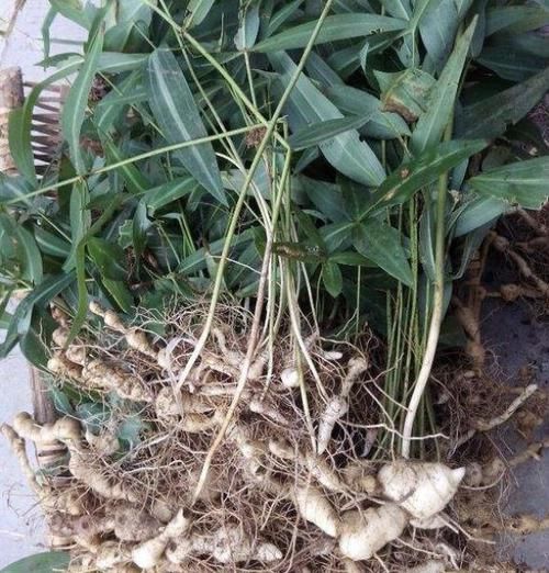  『老虎』1种杂草“块茎大”，以往称它为“老虎姜”，植株少见，还珍贵！