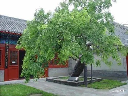 养在院子里:院子不能瞎养树,种几棵果树才是真的合适,果子好吃还能添福
