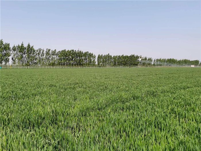  『张坊镇』张坊镇飞防3万余亩 助力小麦条锈病防控