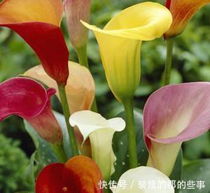 『妖娆』喜欢在家中养护花卉,就选择花期长,开花优美妖娆的3种花卉,美
