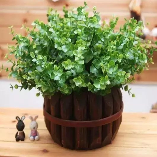  #漂亮#推荐6种漂亮的室内盆栽植物，瞬间提升家居品质！
