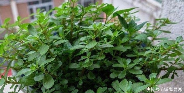 实用价值|这3种“丑”植物,是家庭“保护神”,家里养1盆,家人身体更健康