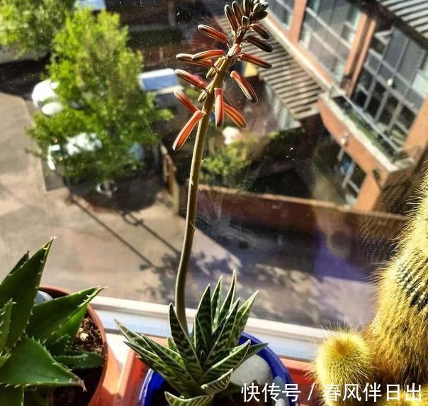 『能力』这4款花卉净化能力贼强,在家里养几盆,可修身养性、延年益寿