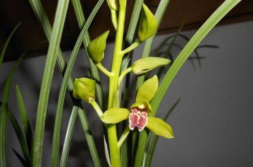  『芦头』蕙兰一苗能长几个花芽是假的？蕙兰有3个花芽需要全留还是去掉2个