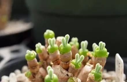  小巧■这几种多肉千万不要养, 小时候看着小巧可爱, 长大后丑的要死!