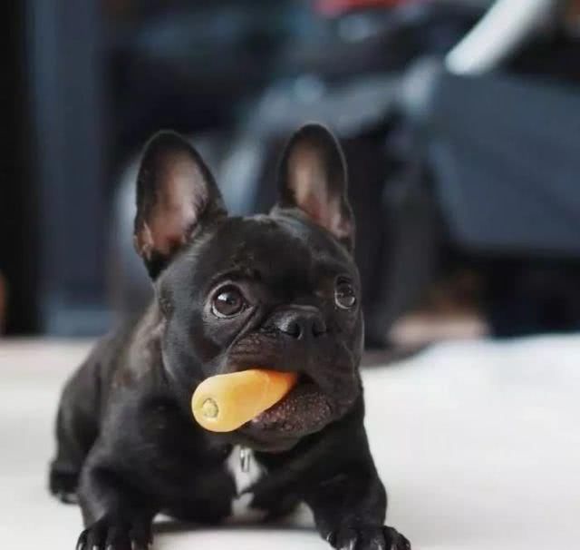 有没有宠物托运