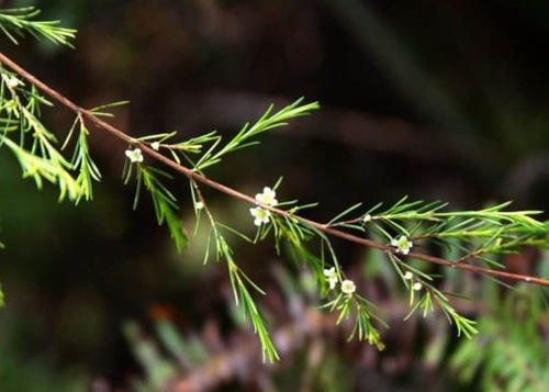 这种开着白花的野草，农民都用来做扫帚，殊不知它能治疗感冒发烧