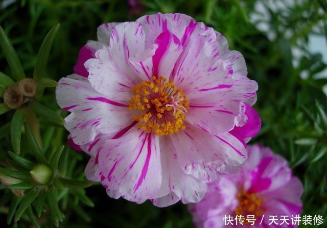  枝条@太阳花怎么扦插？教你“1招”，7天生根，10天开花，秋季扦插刚好