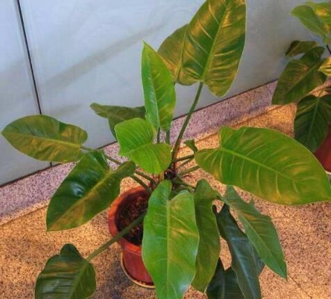  [观叶]很稀有的3种观叶植物，叶子比花都漂亮，养一盆真是“福气”